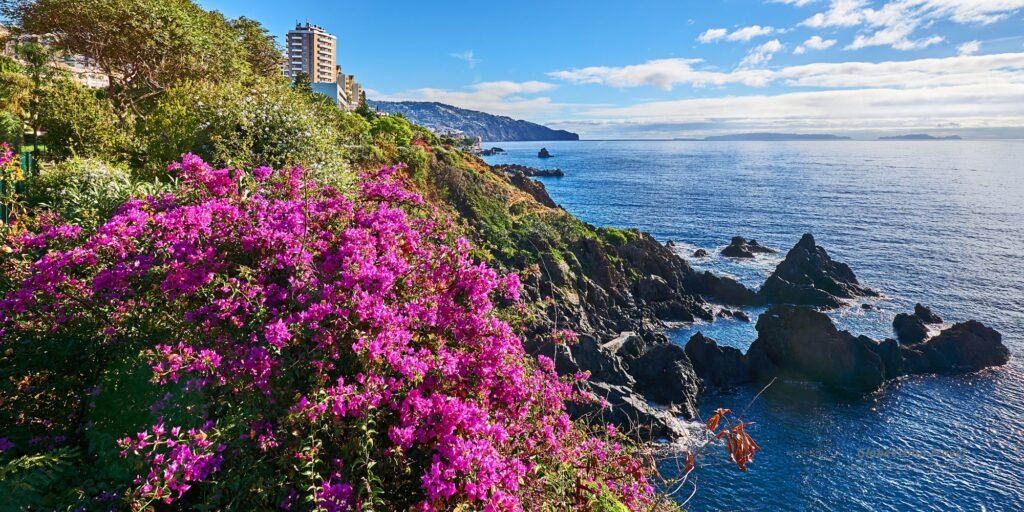 Acantilados y costa de Madeira con flores y vistas al océano Atlántico