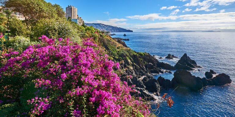 Acantilados y costa de Madeira con flores y vistas al océano Atlántico